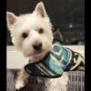 Dog Poncho #1