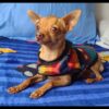 Dog Poncho #18