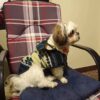 Dog Poncho #19