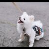 Dog Poncho #3
