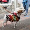 Dog Poncho #4