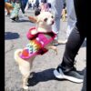 Dog Poncho #6
